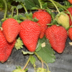 "Piante di Fragola Aurea"