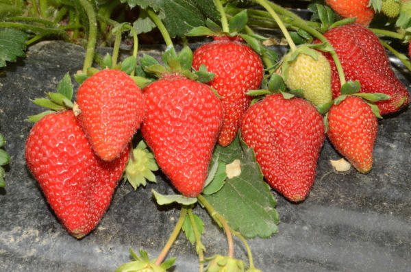 "Piante di Fragola Aurea"