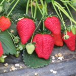 "Piante di Fragola Aurea"